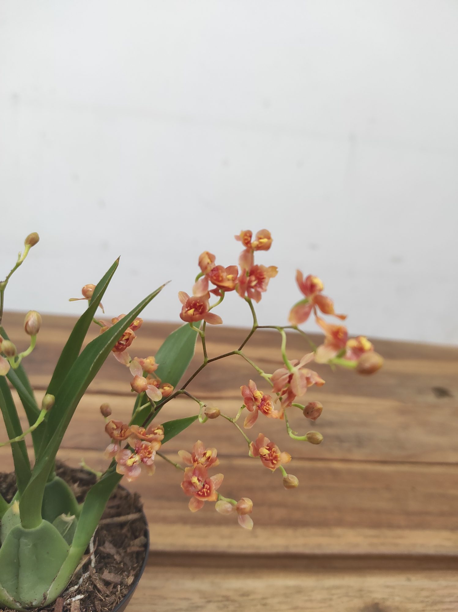 Oncidium Twinkle V.8