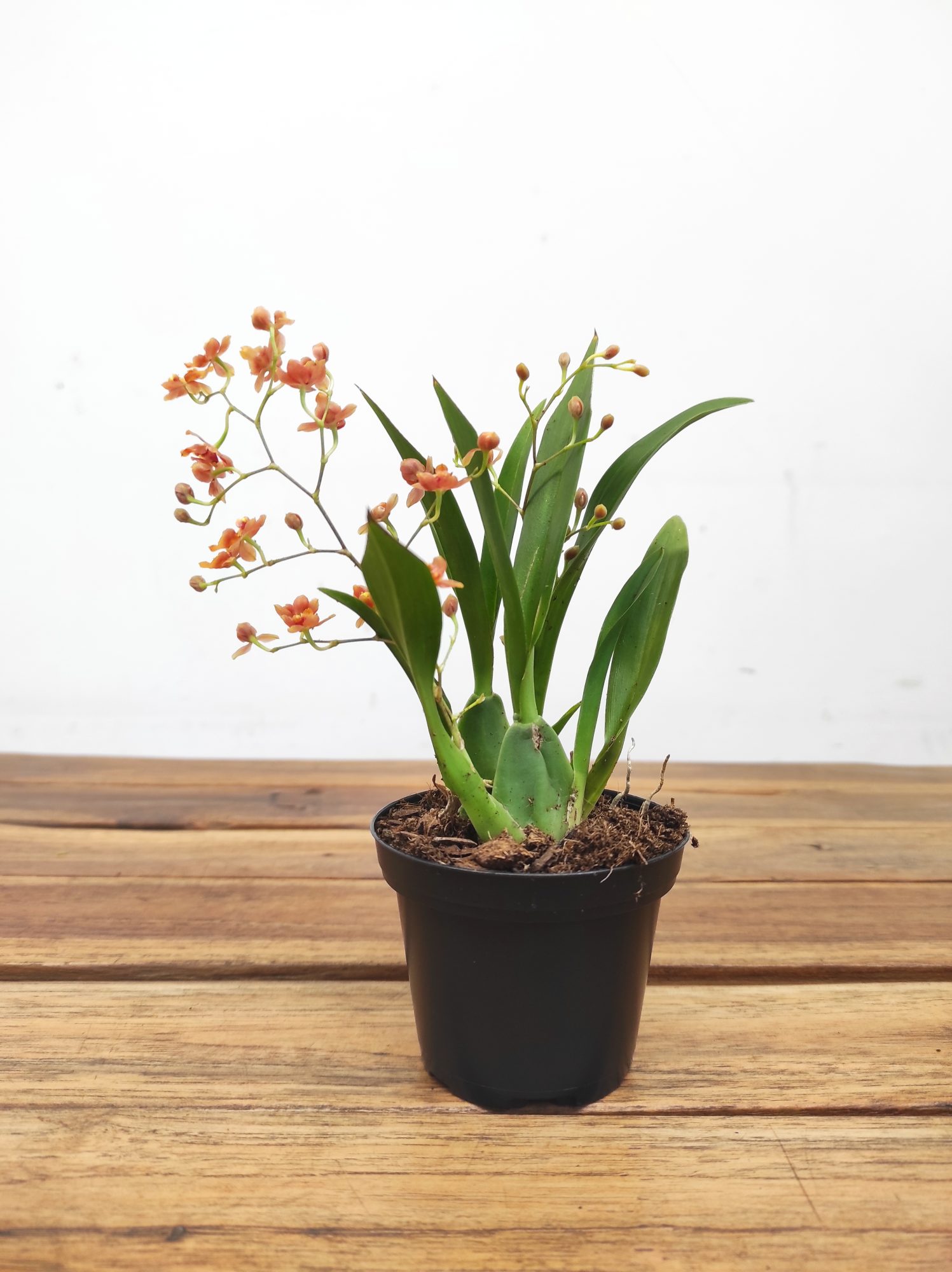 Oncidium Twinkle V.8 - Image 2