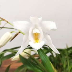 Coelogyne Cristata