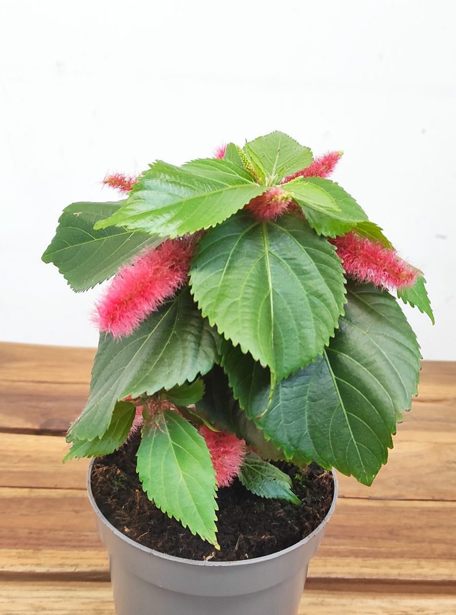 Acalypha Hispida
