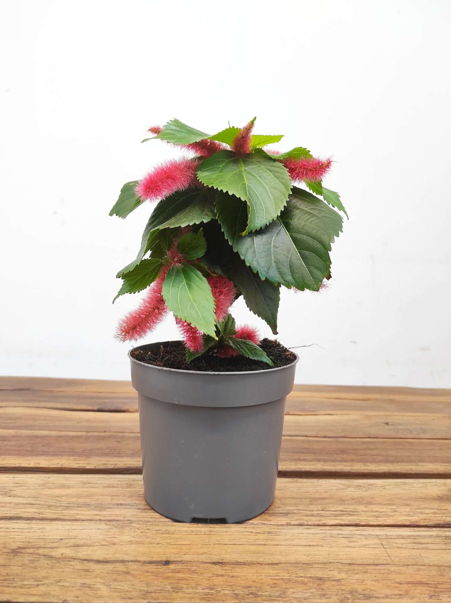 Acalypha Hispida - Image 2