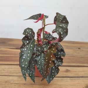 Begonia 'Black Wing'