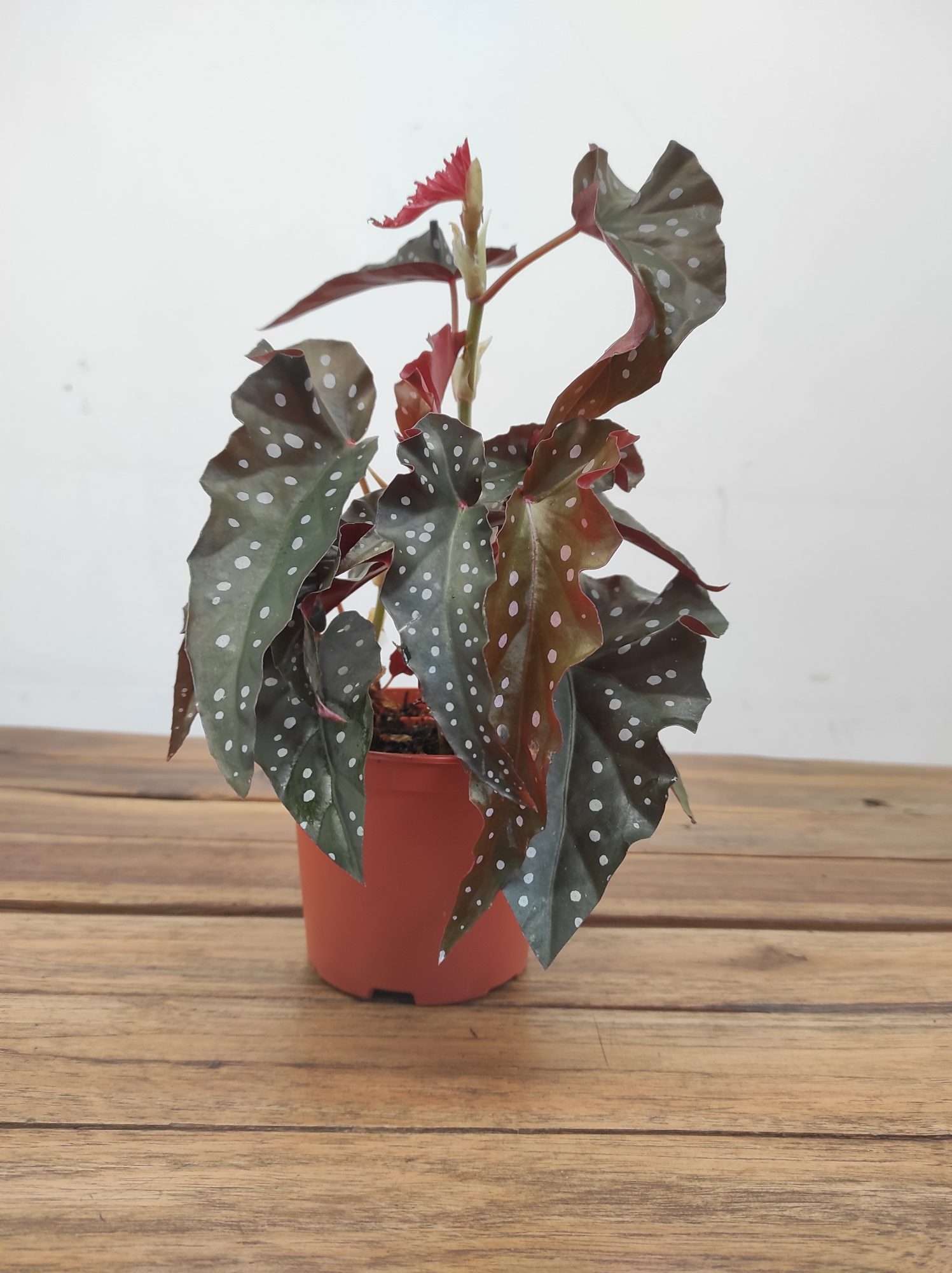 Begonia 'Black Wing' - Image 2