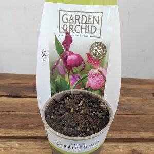 Cypripedium Rosa V.12