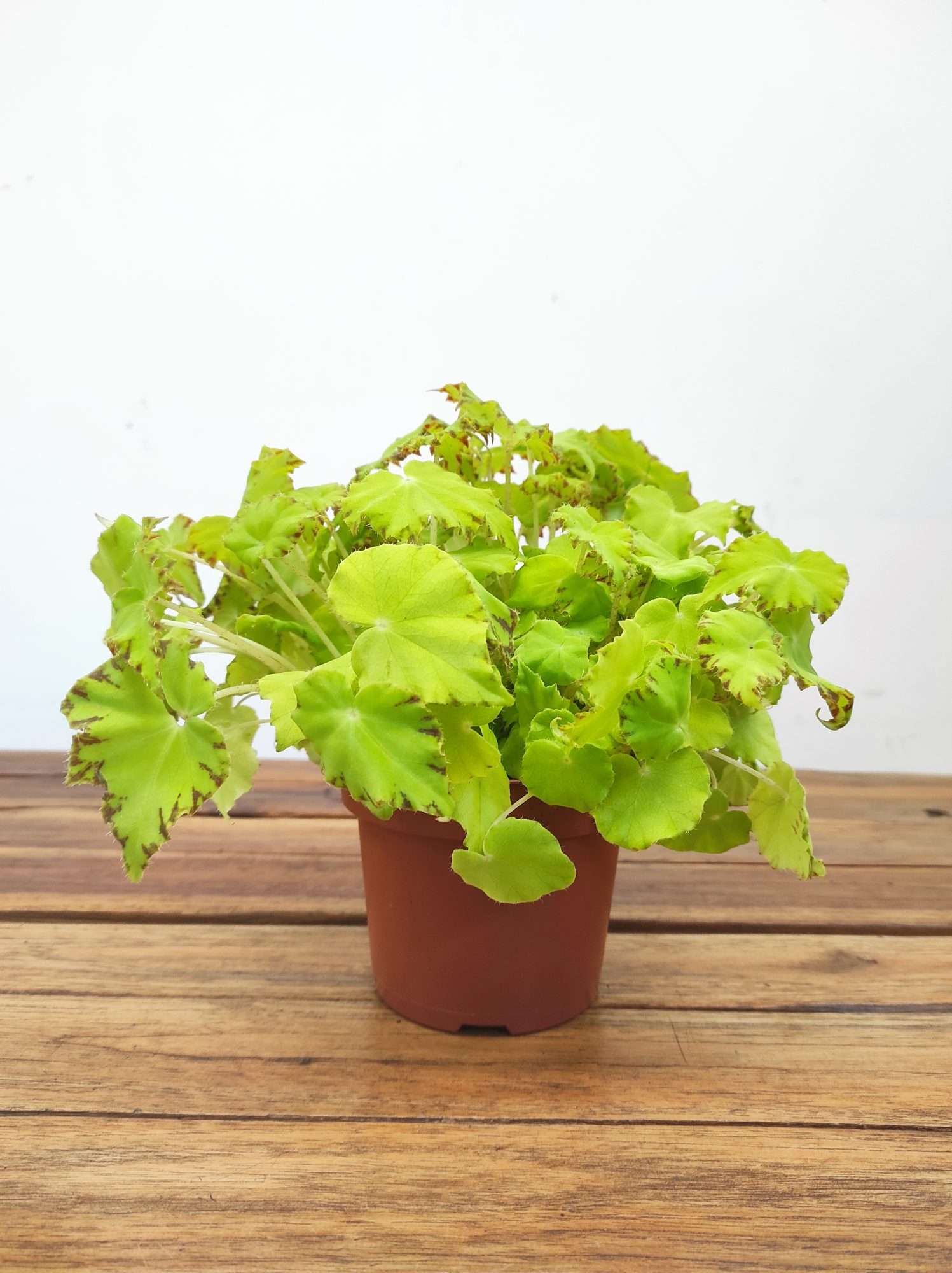 Begonia Beleaf - Image 2