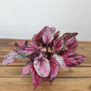 Begonia Beleaf