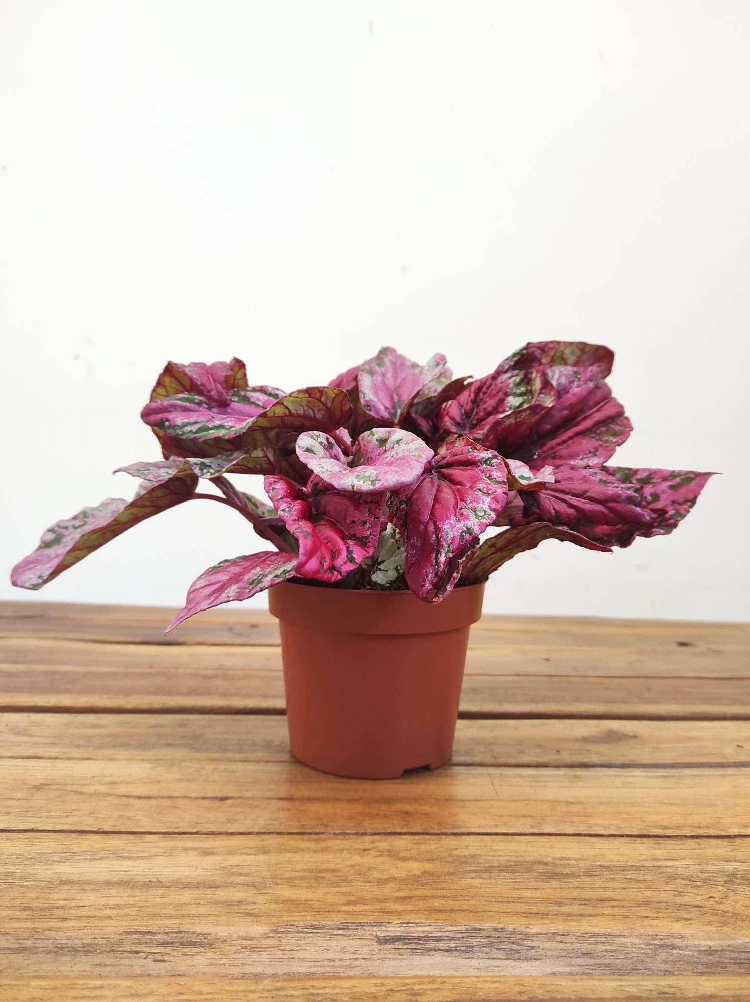 Begonia Beleaf - Image 2