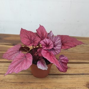 Begonia Beleaf