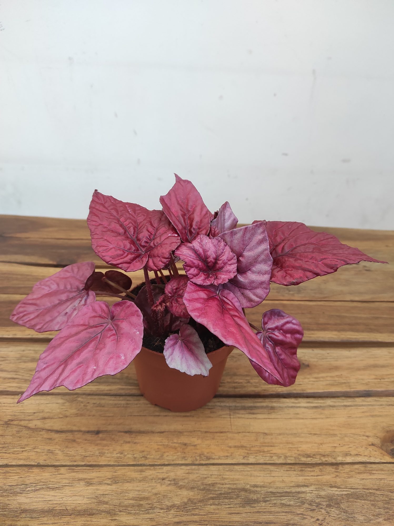 Begonia Beleaf