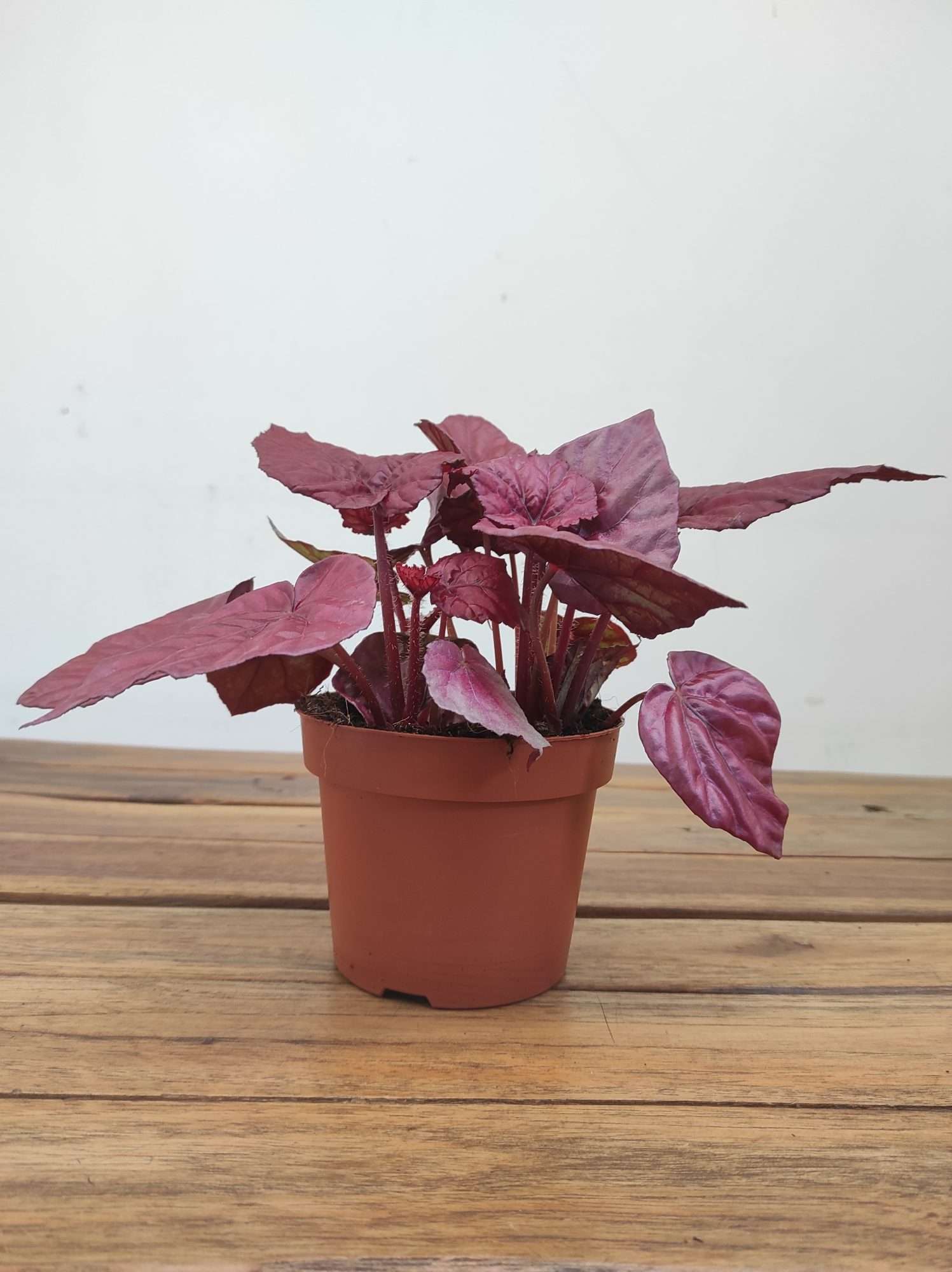 Begonia Beleaf - Image 2