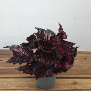 Begonia 'Magic Colours Etna'