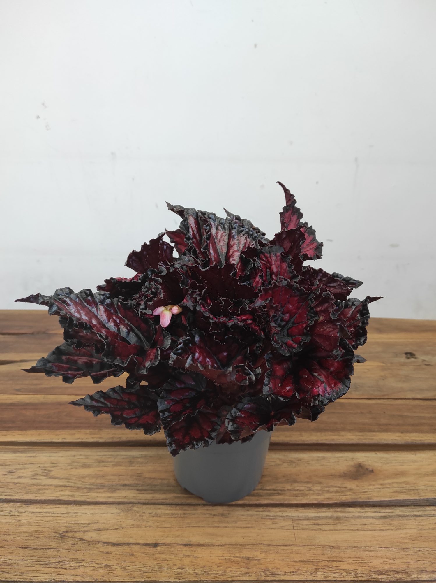 Begonia 'Magic Colours Etna'