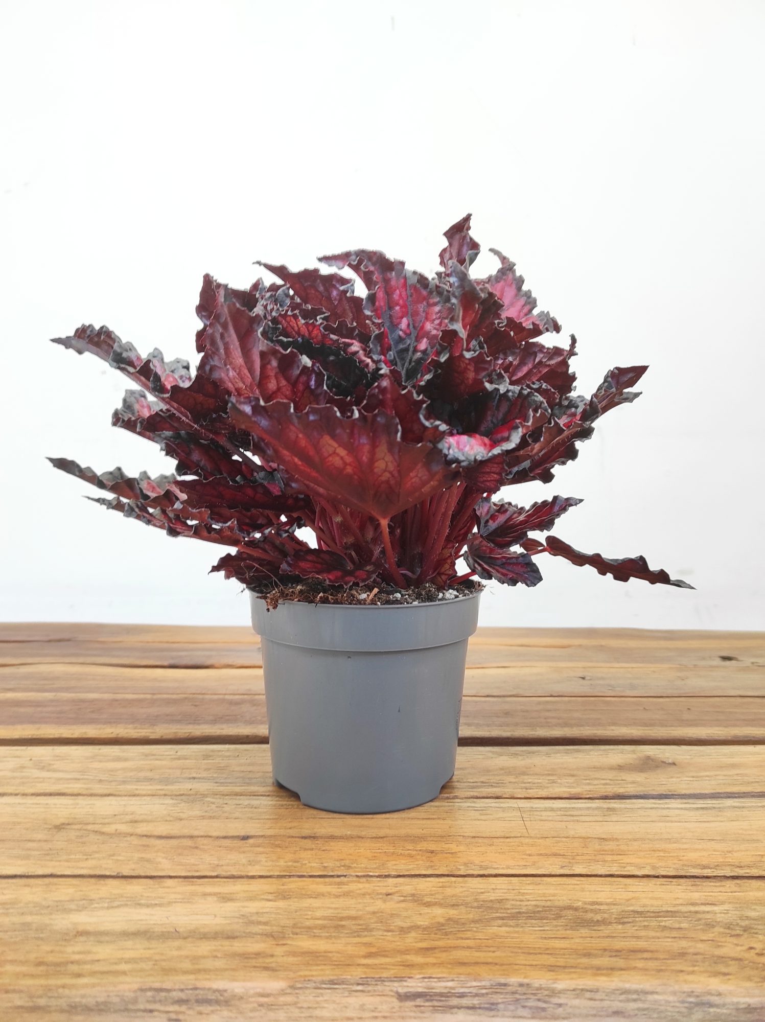 Begonia 'Magic Colours Etna' - Image 2