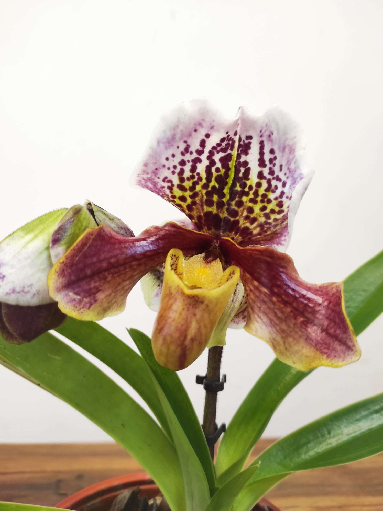 Paphiopedilum 'Amerikaanse'
