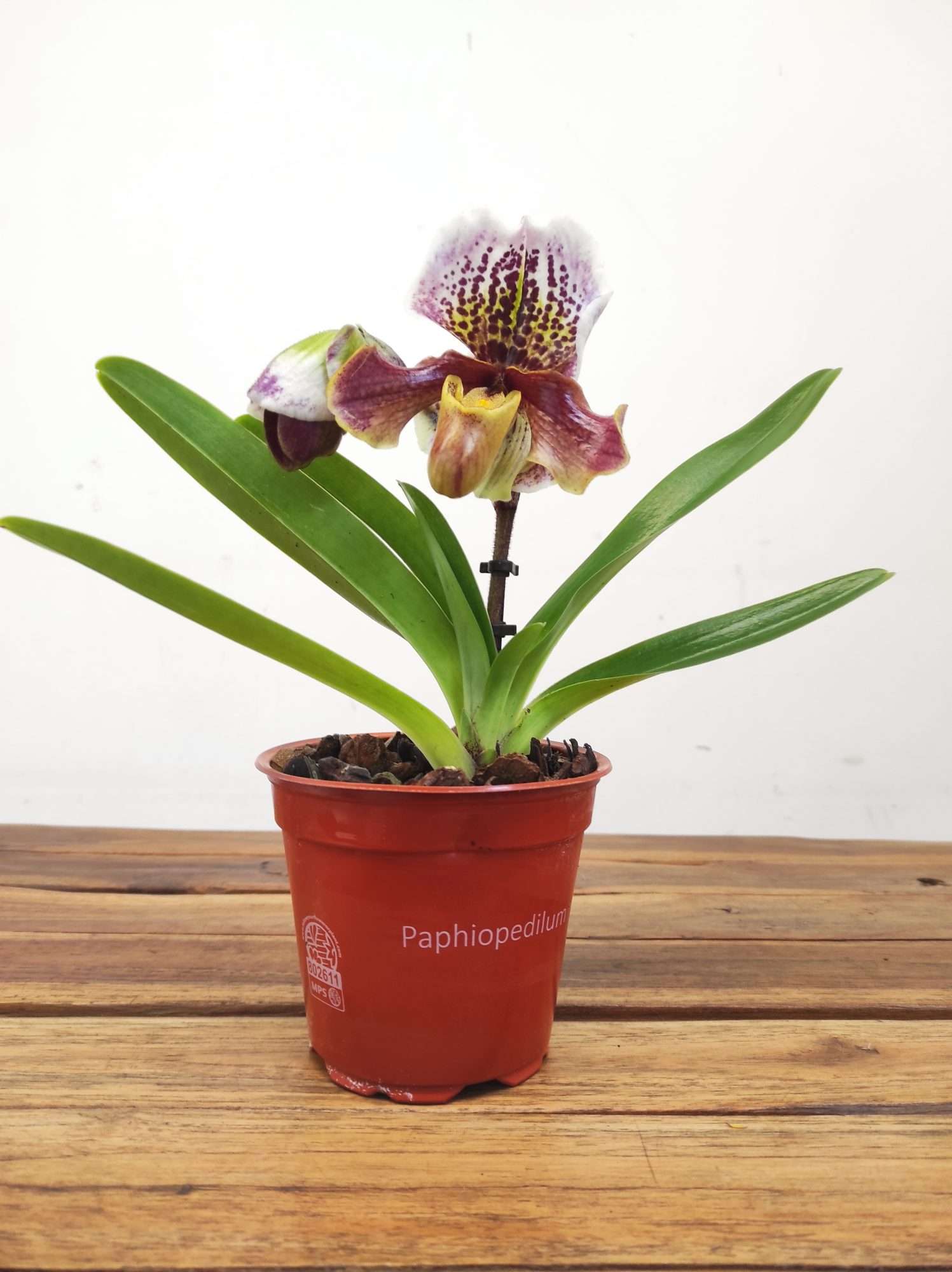 Paphiopedilum 'Amerikaanse' - Image 2