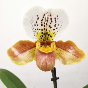 Paphiopedilum 'Amerikaanse'