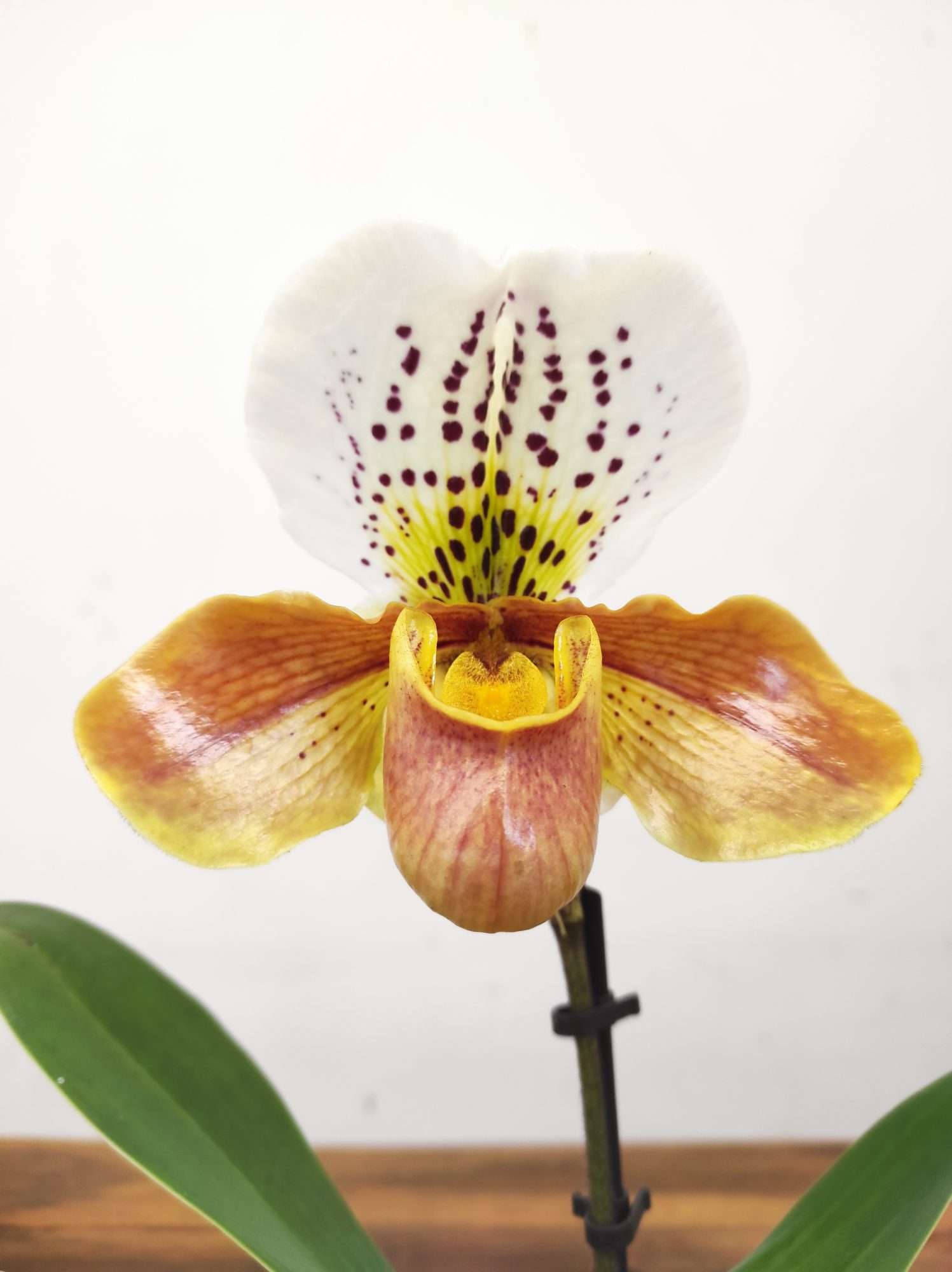 Paphiopedilum 'Amerikaanse'