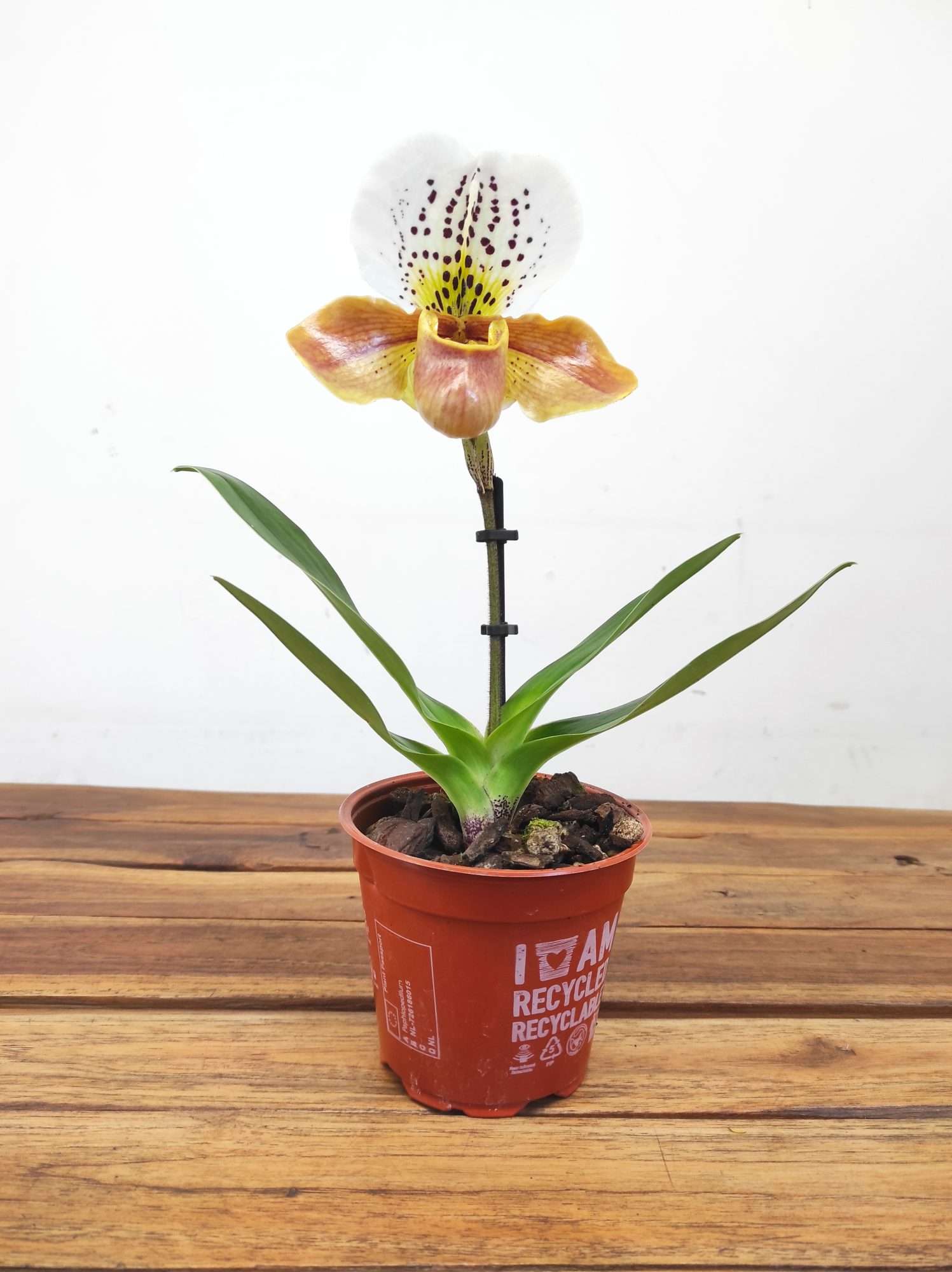 Paphiopedilum 'Amerikaanse' - Image 2