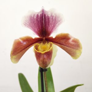 Paphiopedilum 'Amerikaanse'