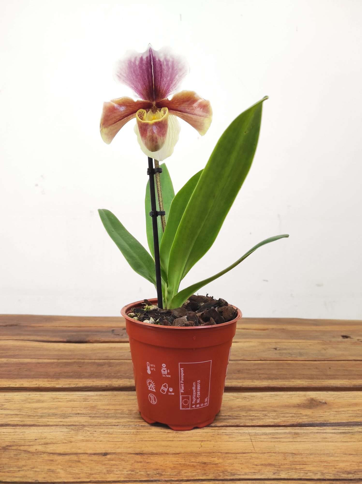 Paphiopedilum 'Amerikaanse' - Image 2