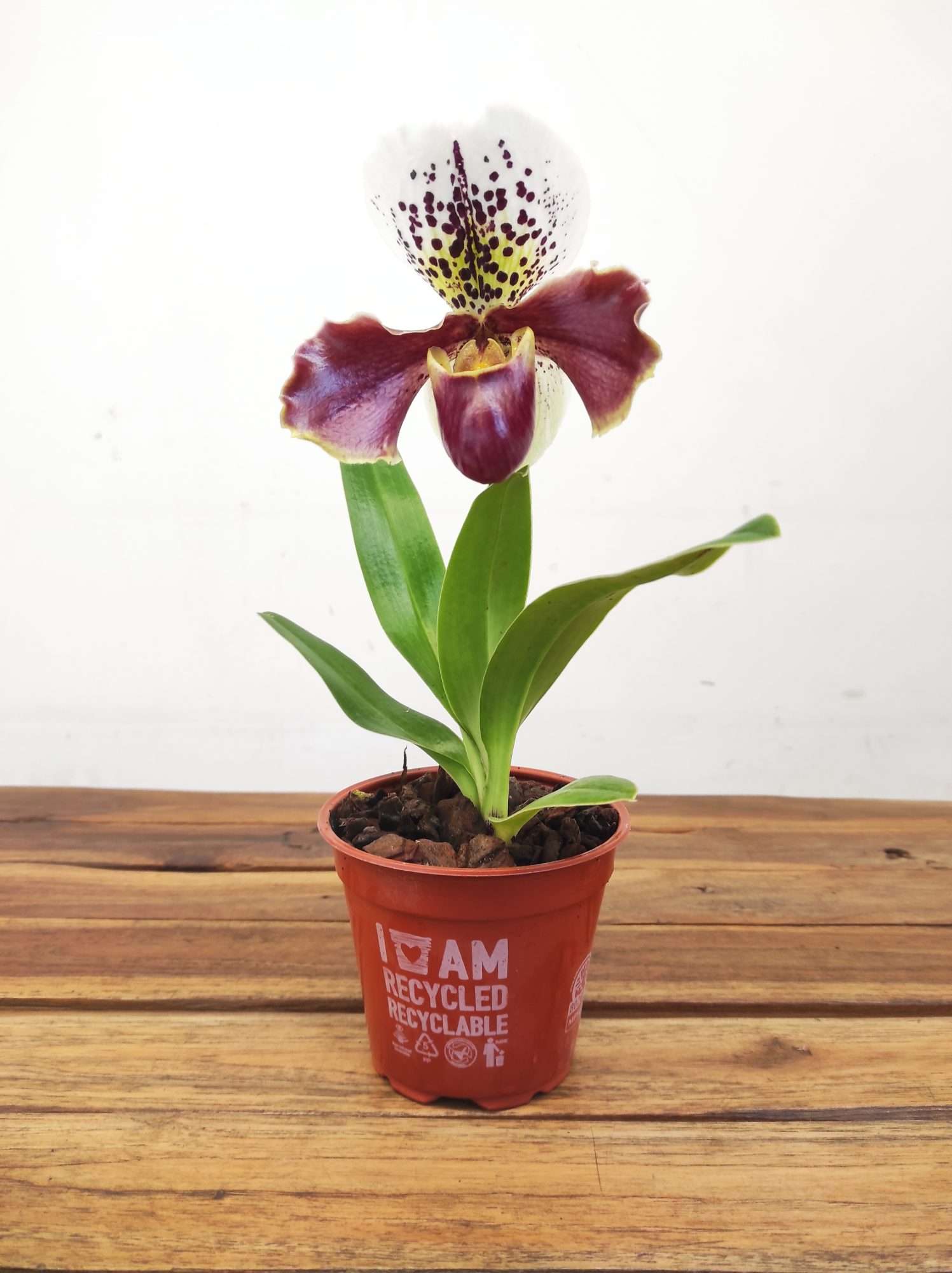 Paphiopedilum 'Amerikaanse' - Image 2
