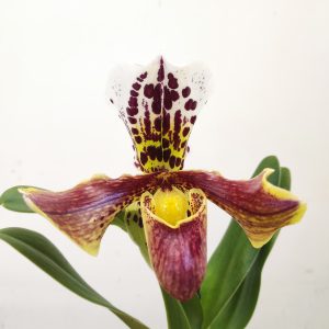 Paphiopedilum 'Amerikaanse'
