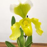 Paphiopedilum 'Amerikaanse'