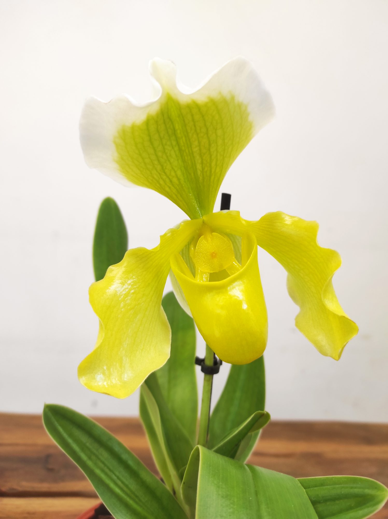 Paphiopedilum 'Amerikaanse'