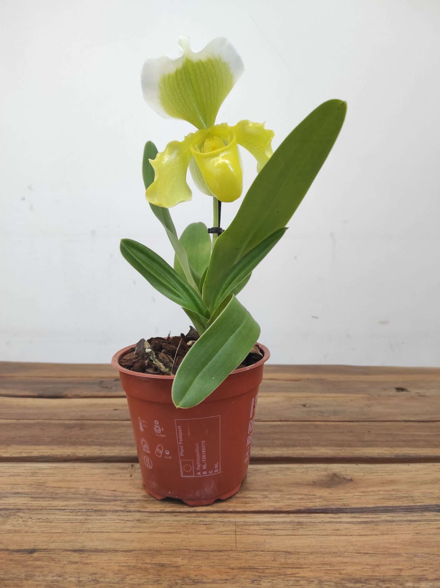Paphiopedilum 'Amerikaanse' - Image 2
