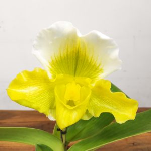 Paphiopedilum 'Amerikaanse'