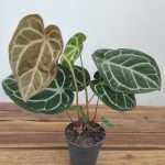 Anthurium Crystallinum