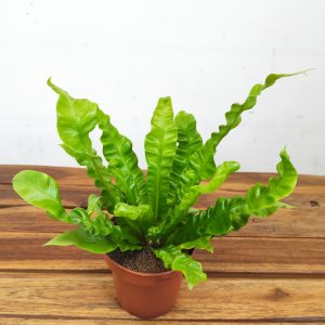 Asplenium Nidus 'Crispy Wave'