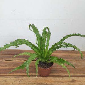 Asplenium Antiquum 'Osaka'