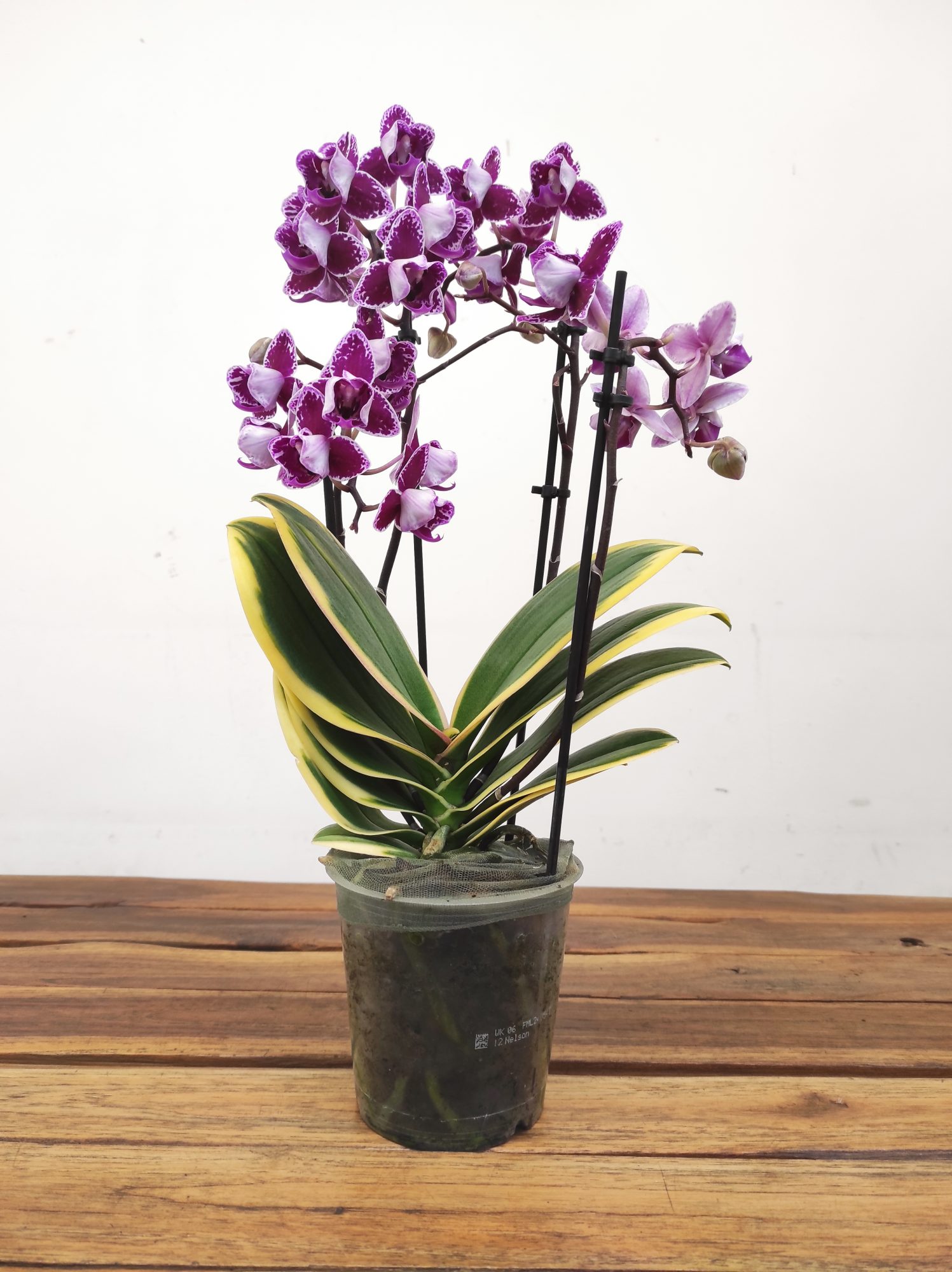 Phalaenopsis Folha Variegata - 2/3 Hastes - Image 2