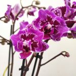 Phalaenopsis Folha Variegata - 2/3 Hastes