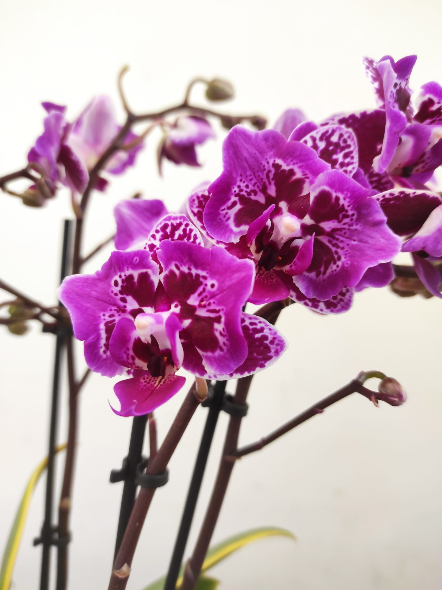 Phalaenopsis Folha Variegata - 2/3 Hastes