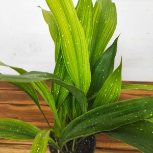 Aspidistra Elatior 'Milky Way'
