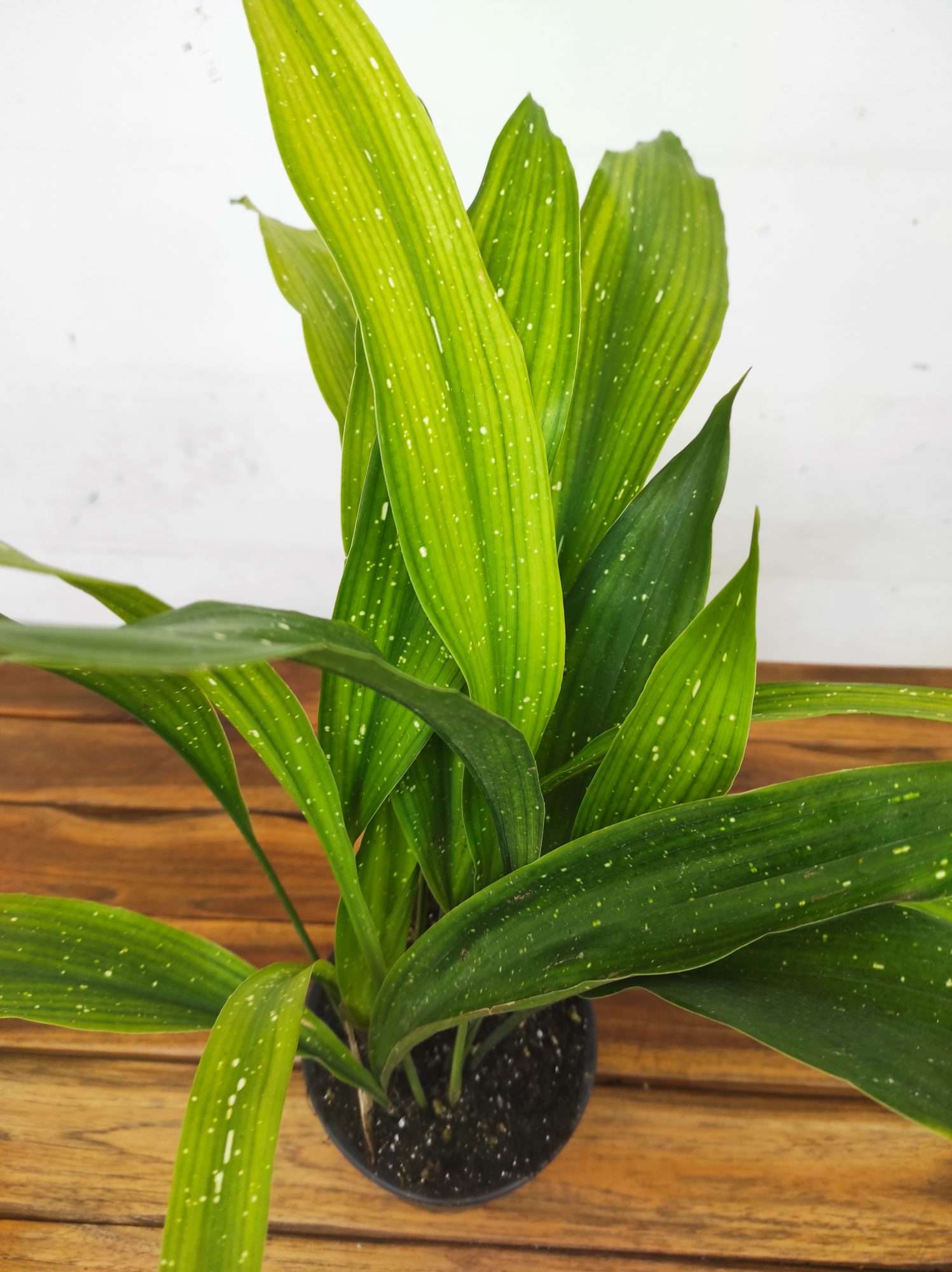 Aspidistra Elatior 'Milky Way'