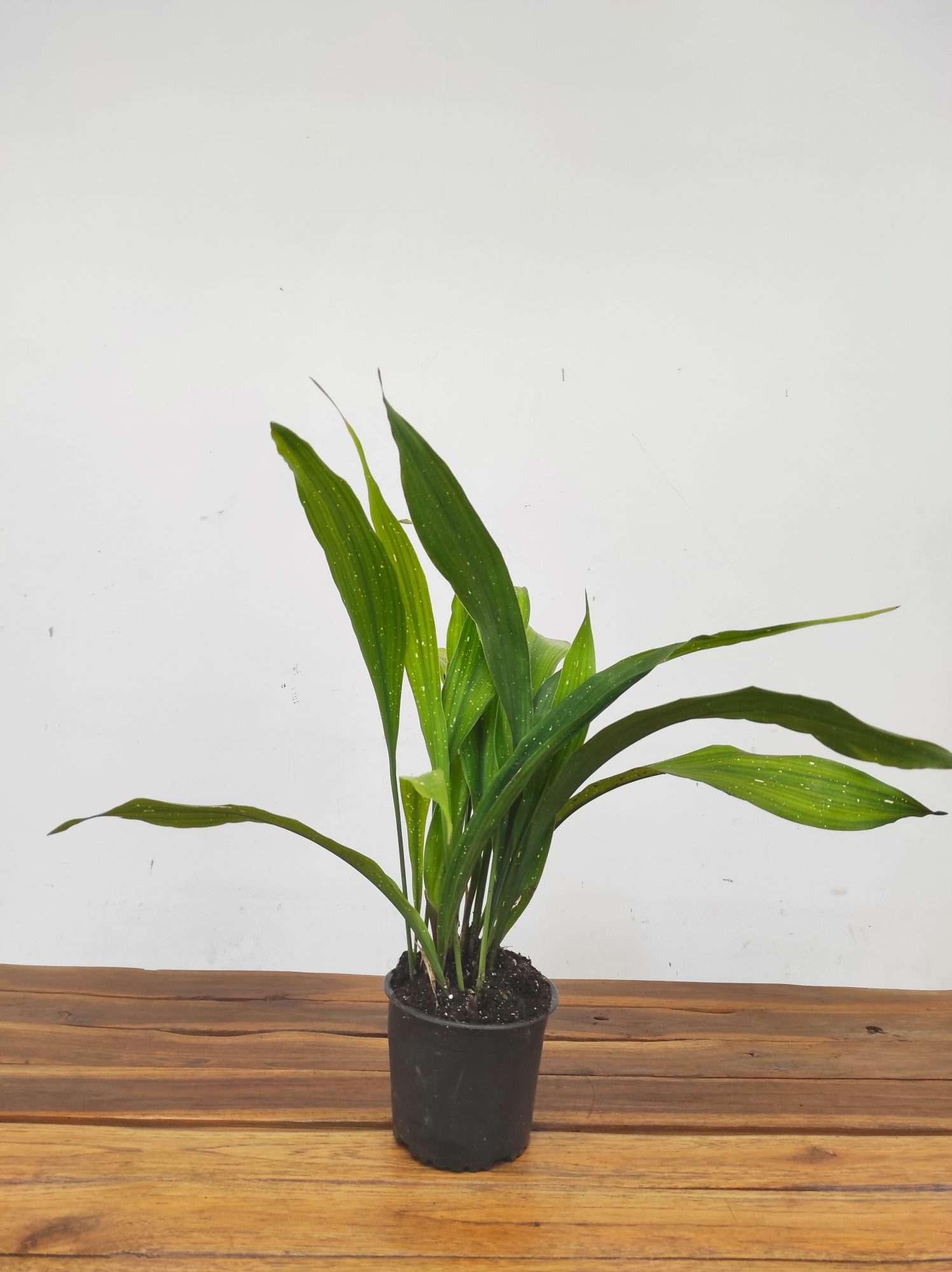 Aspidistra Elatior 'Milky Way' - Image 2