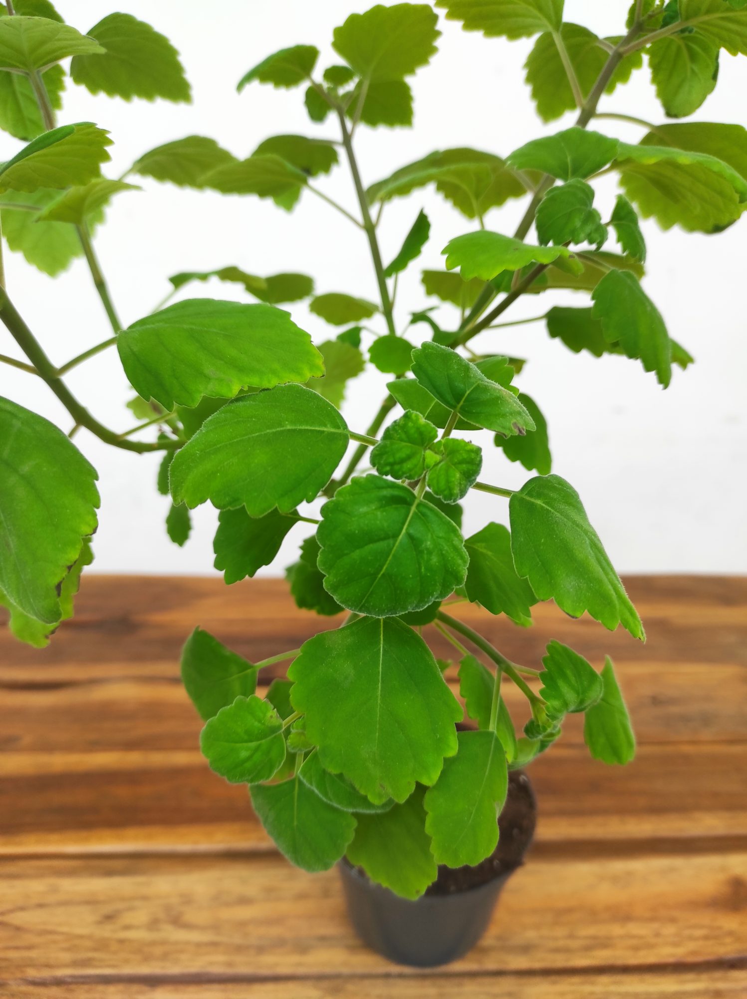 Plectranthus 'Ernstii Mint '