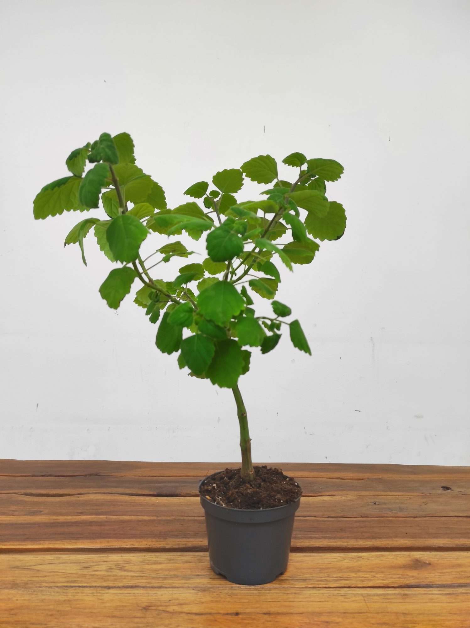 Plectranthus 'Ernstii Mint ' - Image 2