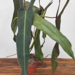 Philodendron 'Spiritus Sancti' V.17