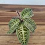 Labisia Sp Riau 'Fishbone'