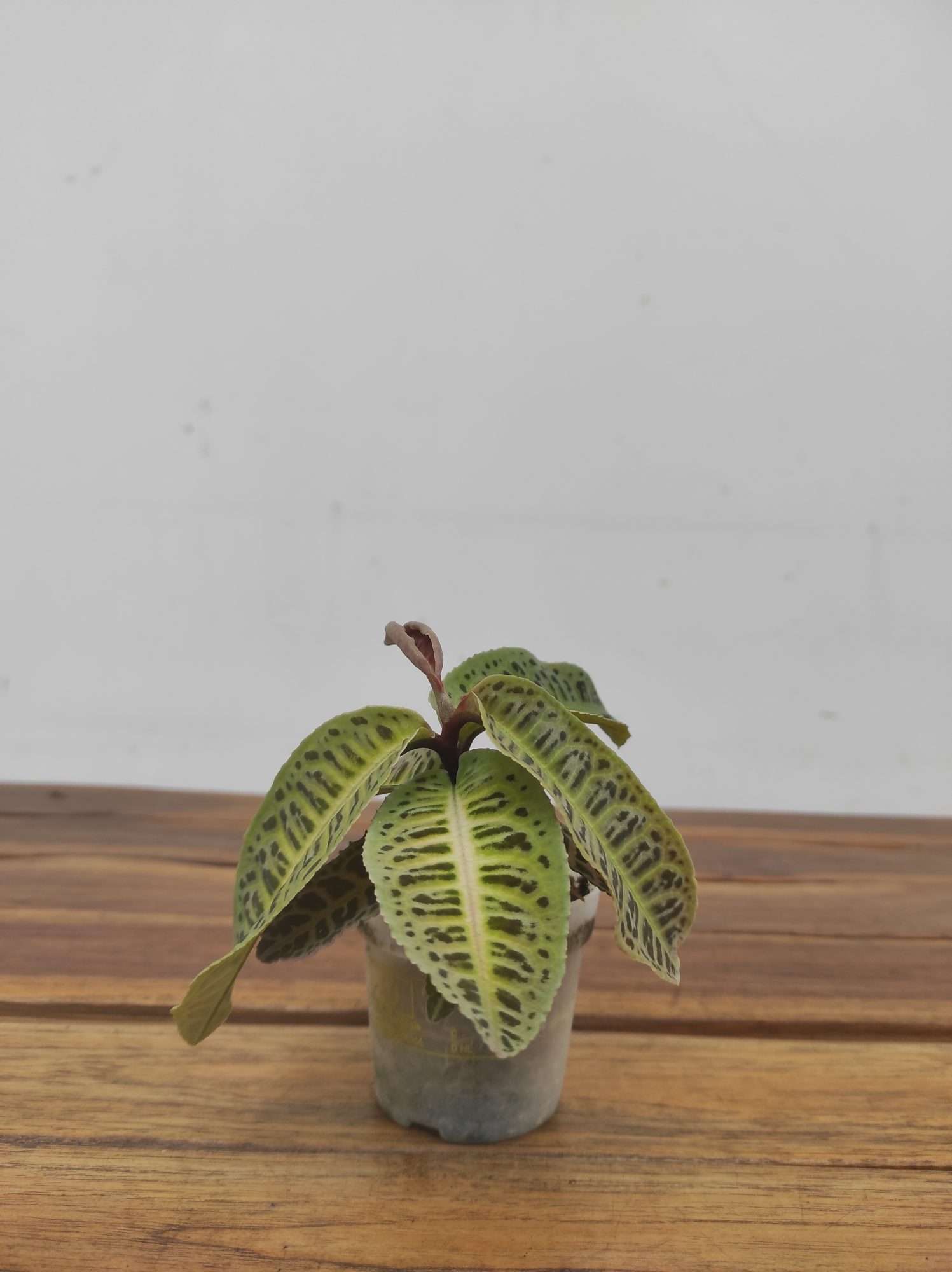 Labisia Sp Riau 'Fishbone' - Image 2