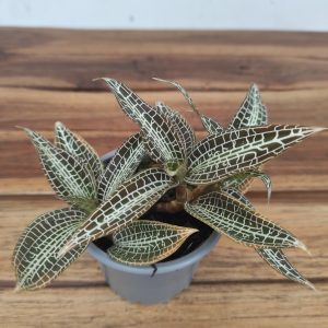 Goodyera Hispida