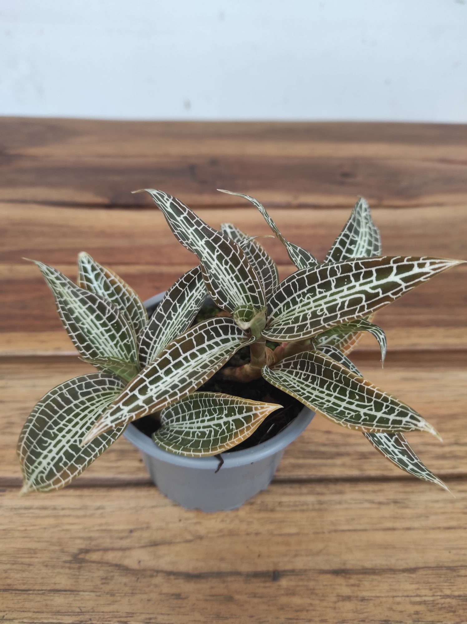 Goodyera Hispida
