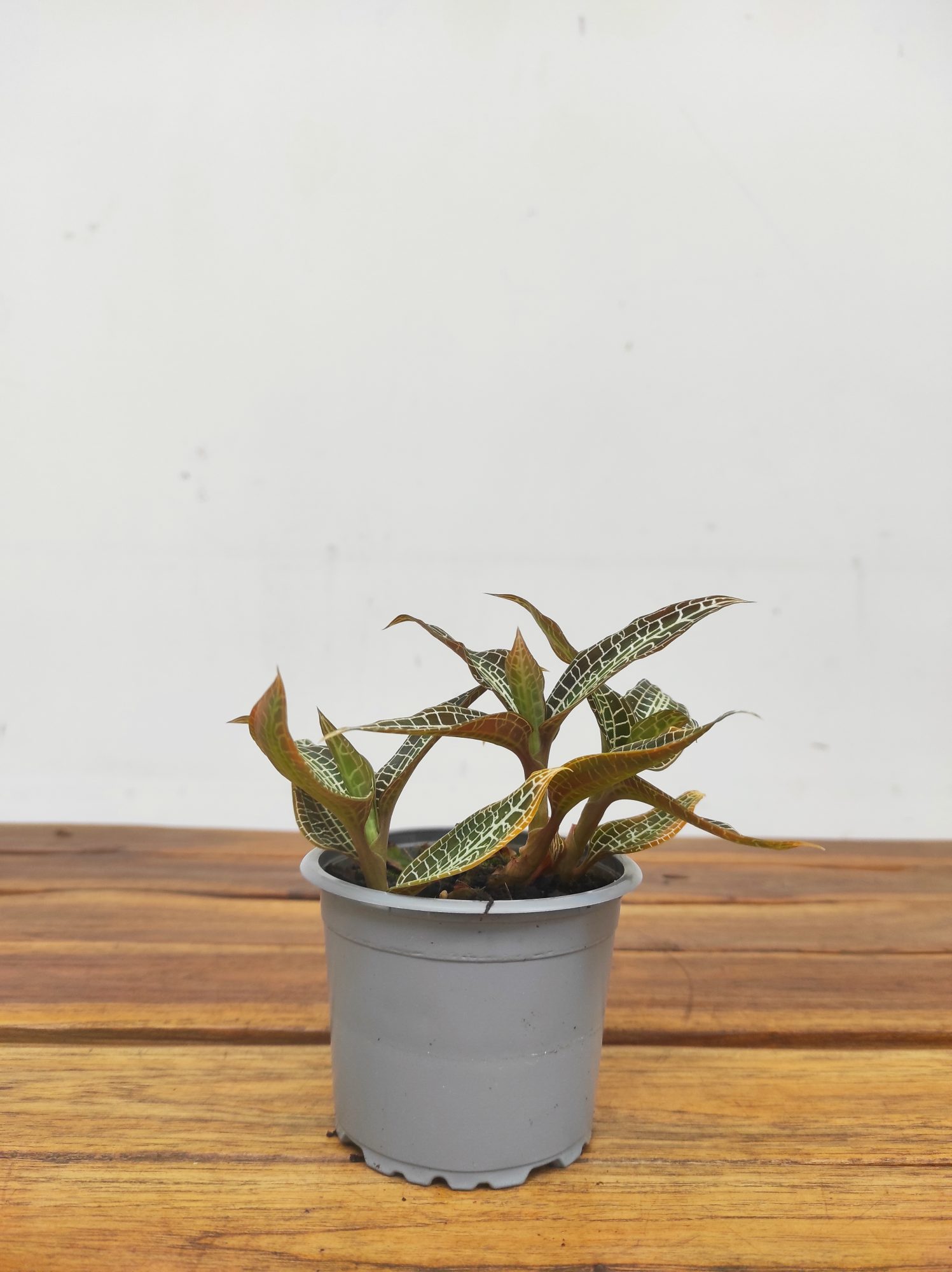 Goodyera Hispida - Image 2