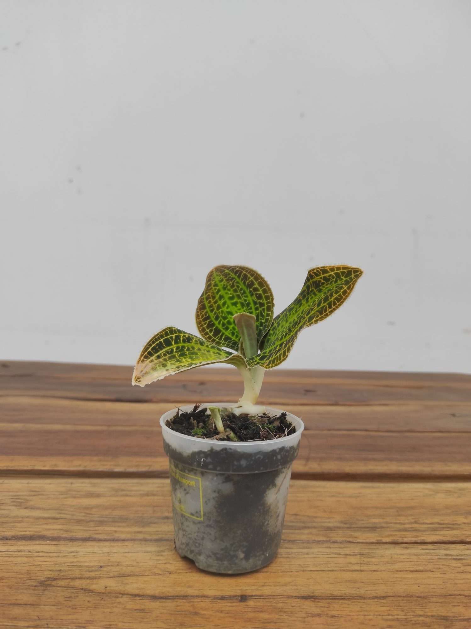 Macodes Sanderiana - Image 2