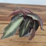 Labisia Pumila 'Stripe'