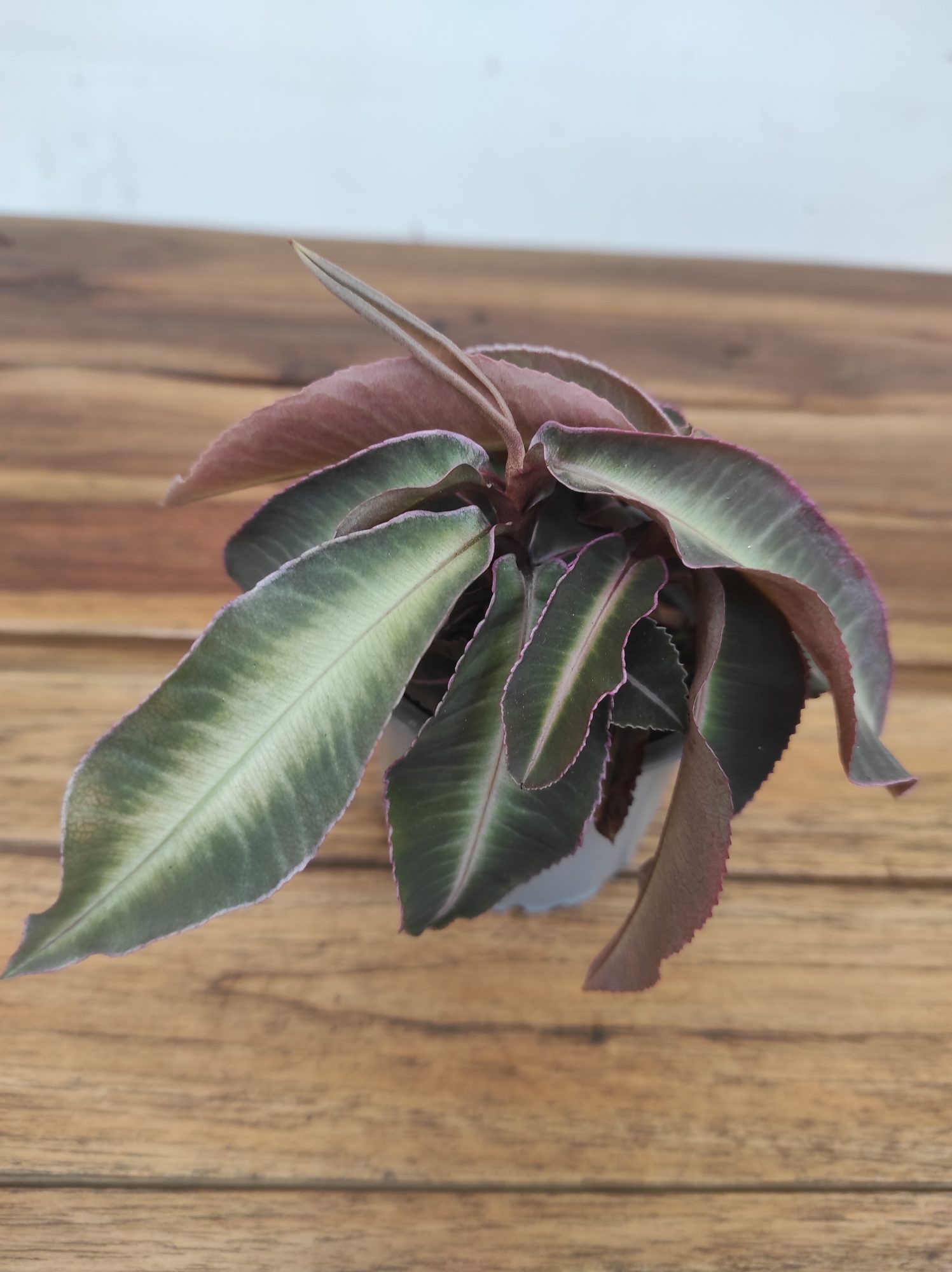 Labisia Pumila 'Stripe'